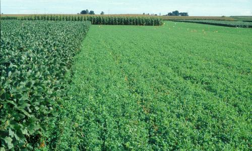 Crop rotation test fields at Iowa State University's Marsden Farm